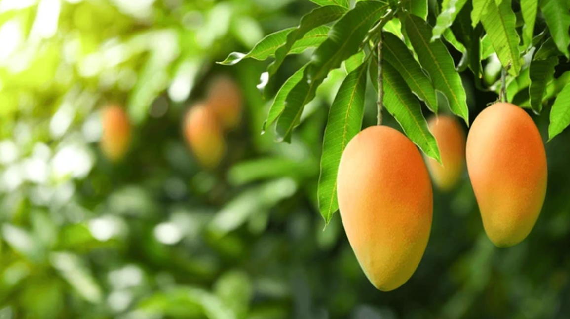 Imagen mango ataúlfo - Mangonik- Snacks saludables