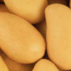 Historia del Mango Ataúlfo- Mangonik Snacks Saludables