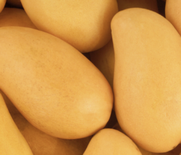 Historia del Mango Ataúlfo- Mangonik Snacks Saludables